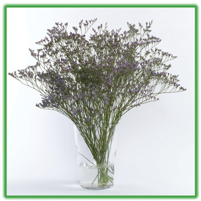 Combo 5 Hộp DINH DƯỠNG HOA CẮT CÀNH (Food for Cut Flowers)(1 hộp 10 gói 5gr). Giúp hoa cắt cành tươi lâu và 14 ngày không thay nước mới. Giải pháp tối ưu theo công nghệ Israel