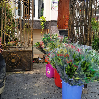 Combo 2 chai dung dịch Bảo Quản Hoa Lily không nở trong 15 ngày tại nhà vườn trồng hoa Growers theo công nghệ xử lý TOG của Israel (dạng nước đậm đặc)