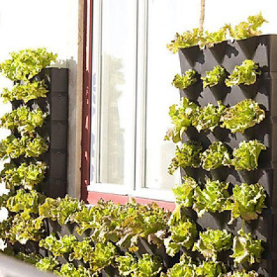 Set 3 Túi Hạt Giống Hữu Cơ Xà Lách Lettuce "Maravilla De Verano" Nhập Khẩu Minigarden Bồ Đào Nha 100% Organic (Túi từ 1.500 - 2.100 hạt) Tỷ lệ nảy mầm cao