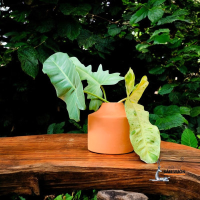 Bình Gốm Đất Nung Trồng Hoa Khô D4xH13cm