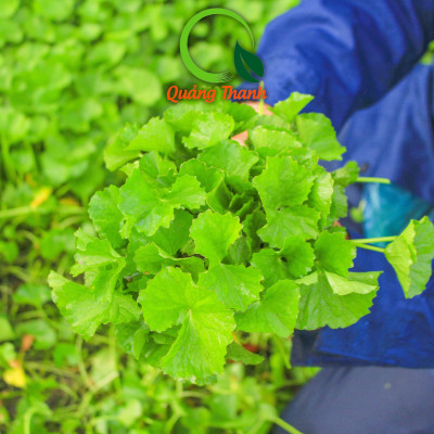 [CHÍNH HÃNG] Bột Rau Má Sấy Lạnh Nguyên Chất Gói 100gr  - Mát gan, detox, giảm mụn, giảm cân, giải nhiệt cơ thể