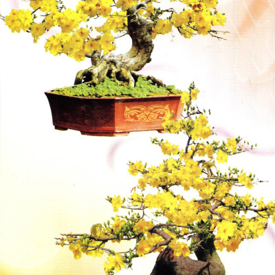 Trồng Mai - Kỹ Thuật Bón Tưới, Phòng Trừ Sâu Rầy, Bệnh Hại