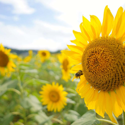 ống kính máy ảnh hiệu Tamron AF 20mm F/2.8 Di III OSD - cho Sony E (F050) - HÀNG CHÍNH HÃNG