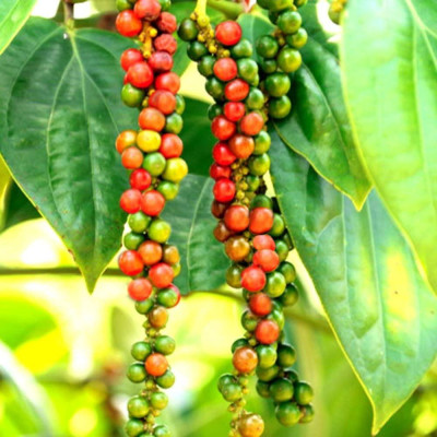 Combo 2 Túi Tiêu Sọ Hạt Ông Chà Và 500g (White Pepper)