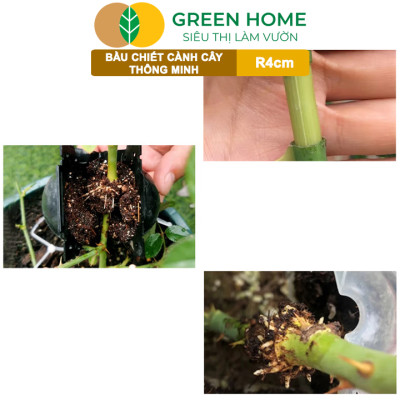 Bầu Chiết Cành GreenHome, R4cm(1 Thùng 200 CÁI), Tăng Khả Năng Ra Rễ, Phù Hợp Với Hoa Hồng, Bonsai