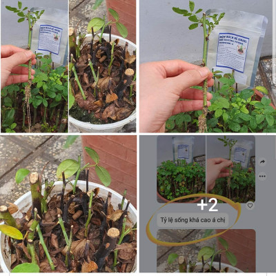 Tự Giâm Chiết Hoa Hồng tại nhà bằng Bột Kích rễ có trị nấm bệnh nhập khẩu Israel ( Hủ 100gr) dành cho cây thân gỗ hiệu quả và sát khuẩn vết cắt