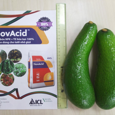  Phân bón hòa tan Isarel 13-40-13+Te không bị lắng cặn trong nước dùng qua hệ thống tưới nhỏ giọt hay tưới phun sương giúp xử lý ra hoa đồng loạt, kích thích ra hoa cho cây