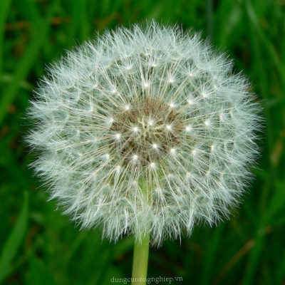 Trà Bồ Công Anh nguyên chất P&K giúp ngủ ngon, giảm cân, ngừa tiểu đường, cao huyết áp, ngăn ngừa ung thư (1 hộp)