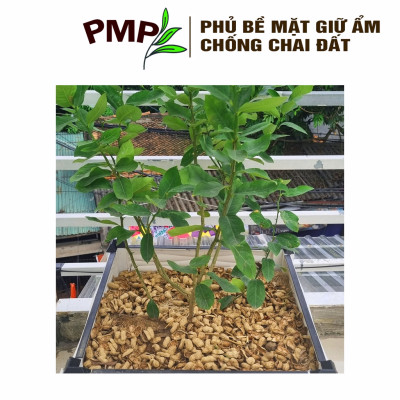Combo 1 túi giá thể bã mía 500g & 1 túi vỏ lạc 1Kg dập nhỏ PMP để trộn đất, phủ bề mặt trồng cây