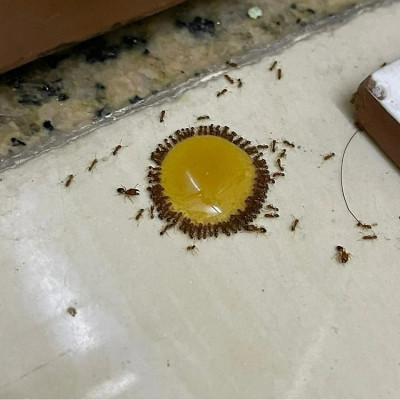 Chế Phẩm Diệt Kiến Gián Sinh Học Anbio Sử Dụng An Toàn Chai 10 ml