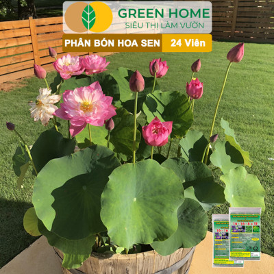 5 Vỉ Phân Bón Hoa Sen GreenHome, Vỉ 24 Viên, Cây Thuỷ Sinh, Ngập Nước, Cho Hoa To, Đậm Màu, Lâu Tàn