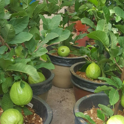 Phân bón hữu cơ sinh học Dịch trùn quế thủy phân - Phân trùn quế BIO 01 kích thích ra rễ và tốt lá (chai 500ml)