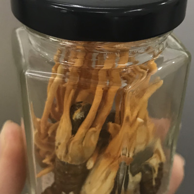 Đông Trùng Hạ Thảo Ký Chủ Nhộng Tằm Biogreen