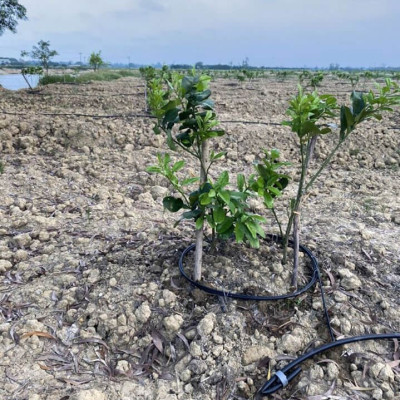  Phân bón hòa tan Isarel 13-40-13+Te không bị lắng cặn trong nước dùng qua hệ thống tưới nhỏ giọt hay tưới phun sương giúp xử lý ra hoa đồng loạt, kích thích ra hoa cho cây