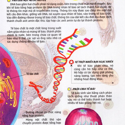 Thế Giới Những Điều Chưa Biết (Tập 5) - Cơ Thể Người