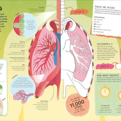 Sách ngoại văn: Brain Booster Human Body