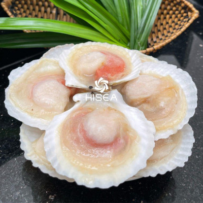 Sò điệp nữa mảnh ( size : 15-20  con)- 1 kg