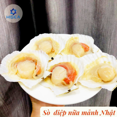 Sò điệp nữa mảnh ( size : 15-20  con)- 1 kg