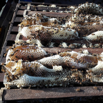 Sáp Ong Nguyên Chất 200g : Làm nến thơm, Làm Son dưỡng môi, giữ ẩm da, vật liệu làm bánh