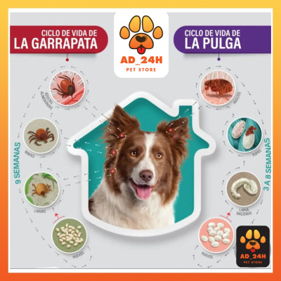 BRAVECTO diệt ghẻ, ve rận, bọ chét (chó 4.5-10kg) 