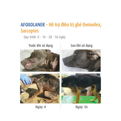 Nexgard - Viên Nhai Phòng Và Diệt Ve Rận, Bọ Chét, Ghẻ Demodex Dành Cho Chó (1 Viên)