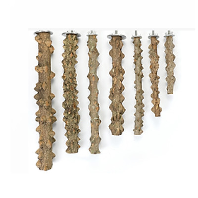 1 cây đậu gỗ gạo làm chỗ đứng cho chim, vẹt (rất cứng cáp)