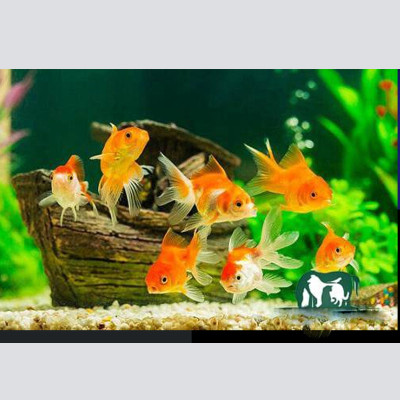 3 Gói Thức Ăn Cá Cảnh, cám Cá Koi hạt nhỡ 3mm (Cho cá size 8cm trở lên) - Nhanh lên size, lên màu, tăng cường sức đề kháng 500Gr