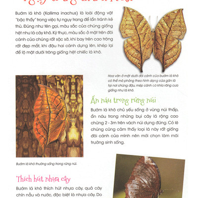 Thiên Nhiên- Những Bí Mật Còn Ẩn Giấu - Động Vật Quý Hiếm (Tái Bản 2019)- 2HBooks