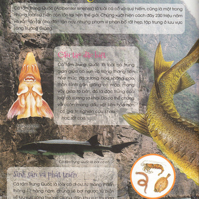 Thiên Nhiên- Những Bí Mật Còn Ẩn Giấu - Động Vật Quý Hiếm (Tái Bản 2019)- 2HBooks