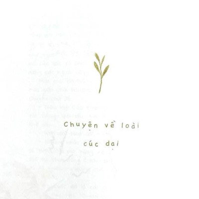 Cúc Dại Và Tia Nắng