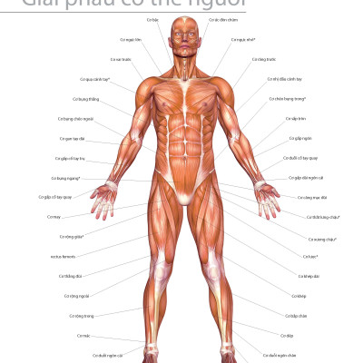 501 Bài Tập Giảm Cân Và Giữ Dáng