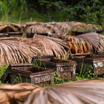 MUA 2 TẶNG 1 CHAI CÙNG LOẠI chai Mật ong nguyên chất Rừng Tây Bắc - Mật ong chín Honimore Mẹ Tiên chai 500g