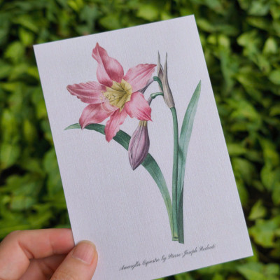 BỘ 100 POSTCARD PETALA & FOLIA - Minh Họa Thực Vật Nghệ Thuật - Giấy Mỹ Thuật 300g Cao Cấp - Nho Xanh 