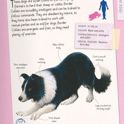 Dogs Handbook