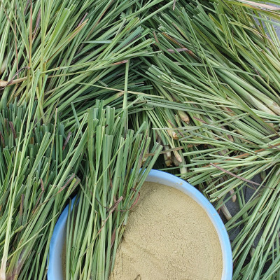 Nhang Cam Sả Dương Minh 20cm 30cm nhang sạch 100% thành phần tự nhiên từ vỏ cam và sả cây nhang thơm rất dịu nhẹ