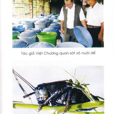 Phương Pháp Nuôi Dế - VL