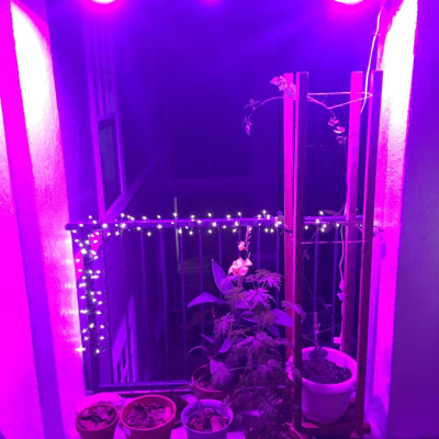 Đèn Led chống nước trồng cây trong nhà Terino D38FS (300W, Full Spectrum, đèn toàn dải quang phổ) - Hàng chính hãng