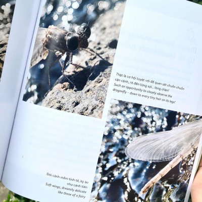 (Sách Song Ngữ) KHÁM PHÁ VIỆT NAM XANH: LINH HỒN CÁNH MỎNG – Chạm Vào Vẻ Đẹp Mong Manh Của Những Sinh Linh Nhỏ Bé - Phạm Thanh Kiều Trang - Alpha Books