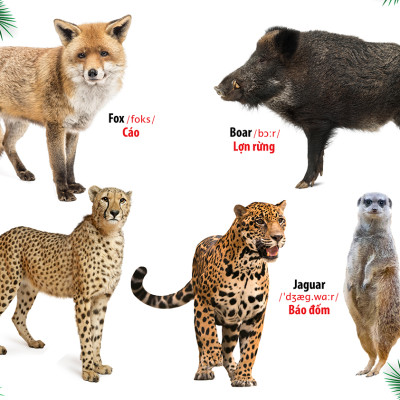 Từ Điển - Thư Viện hình Ảnh Đầu tiên Của Bé - Thế Giới Động Vật - Chữ Cái Và Số Đếm - Hoa Rau Củ Quả ( Bộ 3 cuốn )