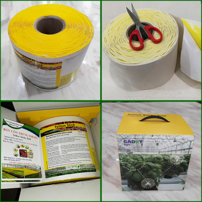 Set 30 mét Bẫy côn trùng ISRAEL (Sticky Yellow Roll) sử dụng hoa Cúc với diện tích 1.000m2 để bẫy ruồi đục lá, rệp, bọ trĩ, bọ phấn, sâu tơ, bọ nhảy, sâu xanh, rầy xanh, bướm trắng và cả ốc sên 