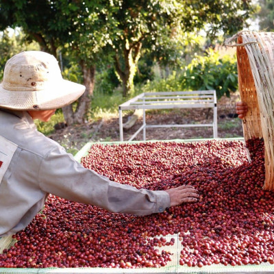 AZZAN BLEND ARABICA & ROBUSTA 250g- Cà phê đặc sản, hạt rang Pha phin/ Espresso hương vị đậm đà lôi cuốn