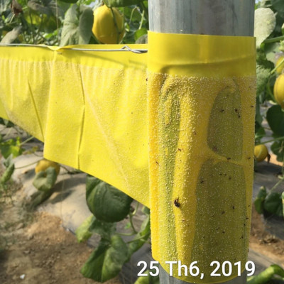 BẪY MÀU CÔN TRÙNG SINH HỌC GADOT ISRAEL CHO RAU SẠCH, RAU THỦY CANH, RAU KHÍ CANH VÀ NÔNG NGHIỆP SẠCH (SET 20 Mét DÀI). Kích thước ngang 0.18M x Dài 20M trải nghiệm