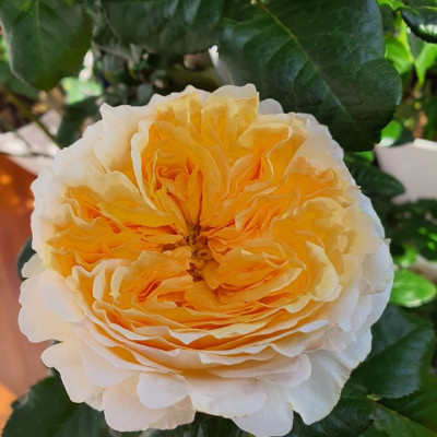 Phân bón hữu cơ đậu tương, đậu nành trứng chuối humic DOCNEEM kích mầm, chồi, hoa chuẩn form trên hoa hồng, cây cảnh, chai 1 lít