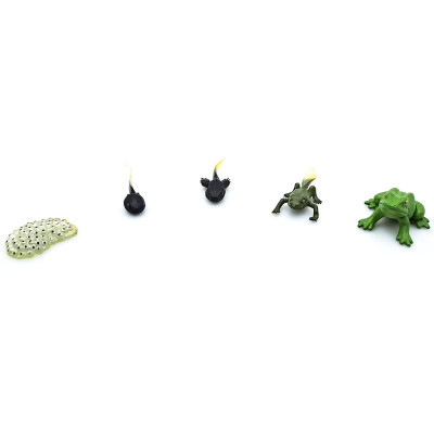 Đồ Chơi Mô Hình Vòng Đời Tự Nhiên - Ếch Lớn Lên Như Thế Nào? - Firstar DK81256