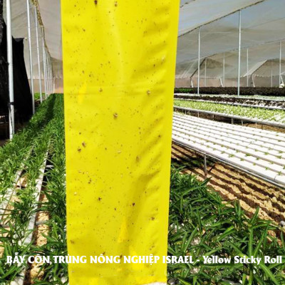 BẪY MÀU CÔN TRÙNG SINH HỌC GADOT ISRAEL CHO RAU SẠCH, RAU THỦY CANH, RAU KHÍ CANH VÀ NÔNG NGHIỆP SẠCH (SET 20 Mét DÀI). Kích thước ngang 0.18M x Dài 20M trải nghiệm