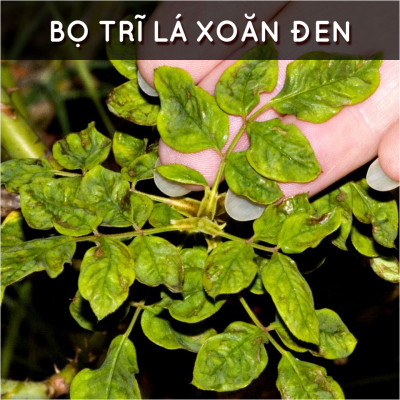 Dầu neem hữu cơ DOCNEEM, chai 50ml, phòng trị sâu bệnh hoa hồng, phong lan, cây cảnh, dầu neem oil nguyên chất ép lạnh 