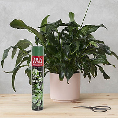 Xịt Bóng Lá hoa lan nhập khẩu Úc (chai lớn 840ml) hiệu Floral Leafshine giúp bóng lá, cứng cáp lá và ngăn xỉn màu lá