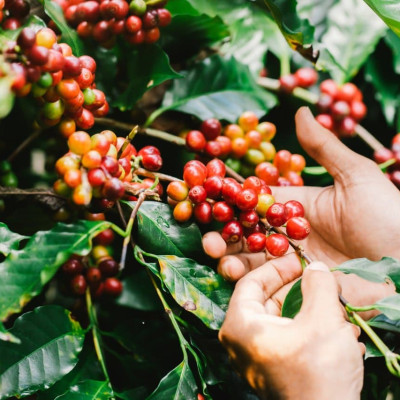 AZZAN BLEND ARABICA & ROBUSTA 250g- Cà phê đặc sản, hạt rang Pha phin/ Espresso hương vị đậm đà lôi cuốn