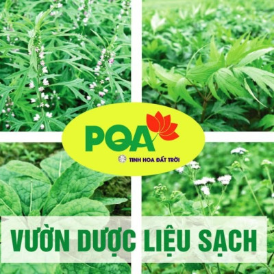 Nga Trưởng Phong PQA Hỗ Trợ Thanh Nhiệt Giải Độc, Giảm Mụn Nhọt Và Mẩn Ngứa Ngoài Da Hộp 12 Gói