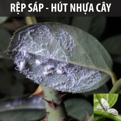 Dầu neem hữu cơ DOCNEEM, chai 50ml, phòng trị sâu bệnh hoa hồng, phong lan, cây cảnh, dầu neem oil nguyên chất ép lạnh 